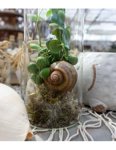 Dischidia