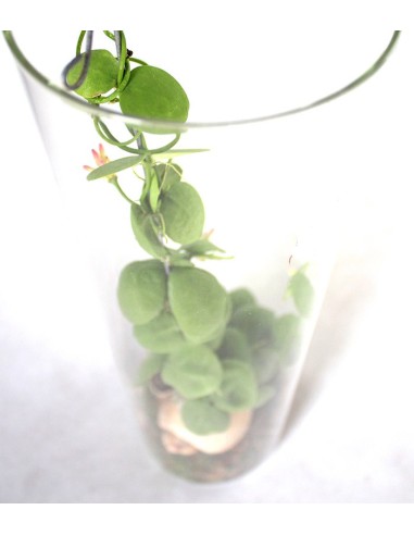 Dischidia