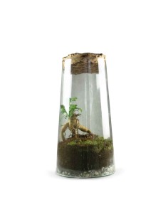 Ficus Ginseng in terrarium