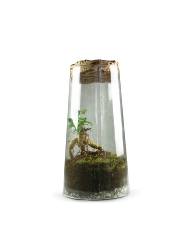 Ficus Ginseng in terrarium