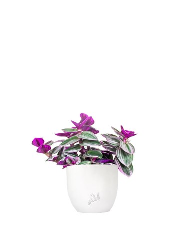 Tradescantia nanouk