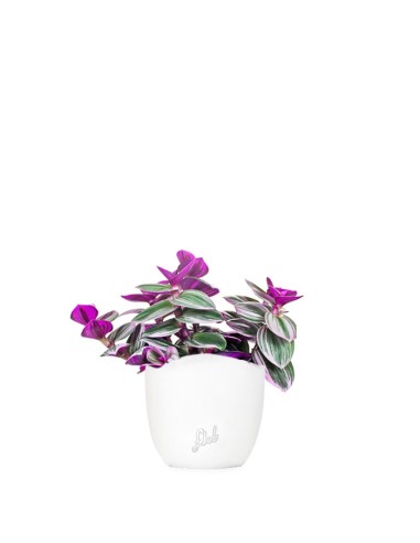 Tradescantia nanouk