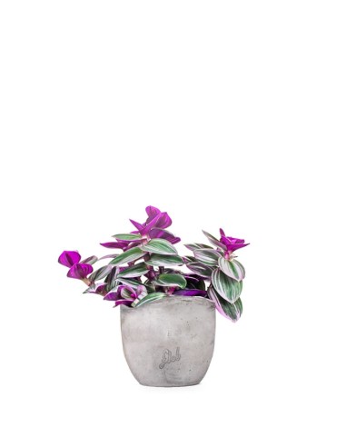 Tradescantia nanouk