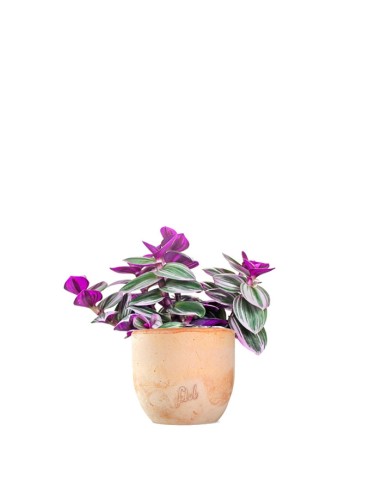 Tradescantia nanouk