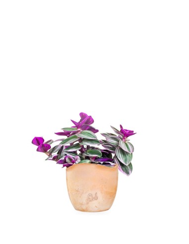 Tradescantia nanouk
