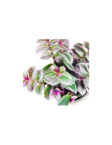 Tradescantia nanouk