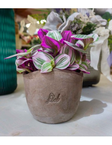 Tradescantia nanouk