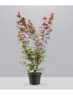 Acero palmato | Skeeters Broom