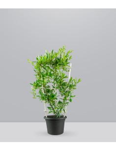 Pyracantha 70 cm