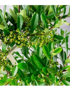 Pyracantha 70 cm 2