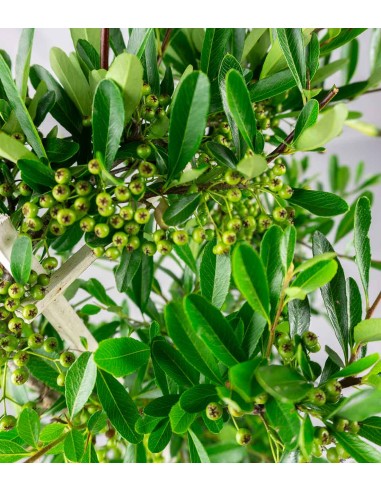 Pyracantha 70 cm