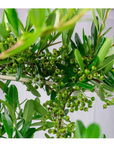 Pyracantha 70 cm