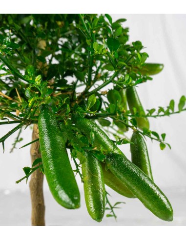 Caviale di Limone (Finger Lime)