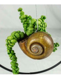 Dischidia creazione circolare 2