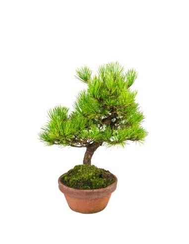 Bonsai di Pino Thunbergii Giapponese