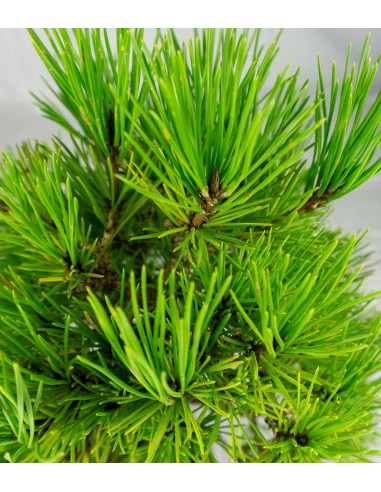Bonsai di Pino Thunbergii Giapponese