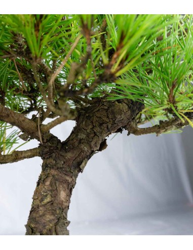 Bonsai di Pino Thunbergii Giapponese