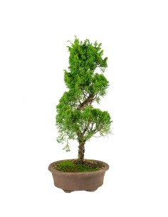 Ginepro Chinensis...