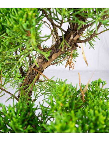 Juniperus Chinensis | Esemplare 24 anni