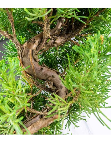 Ginepro Chinensis Giapponese...