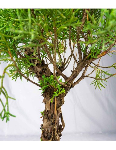 Ginepro Chinensis Giapponese...