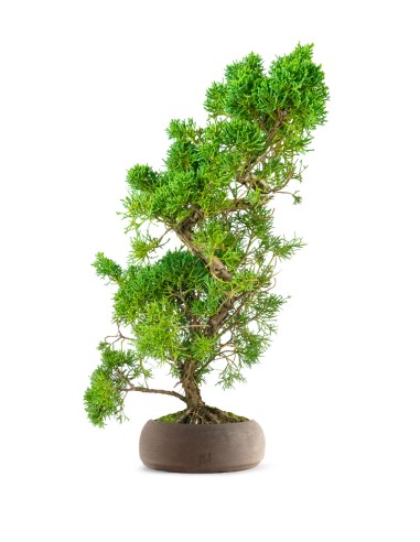 Ginepro chinensis giapponese bonsai