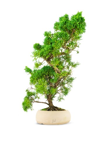 Ginepro chinensis giapponese bonsai