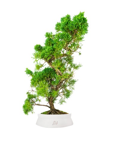 Ginepro chinensis giapponese bonsai