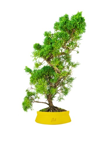 Ginepro chinensis giapponese bonsai