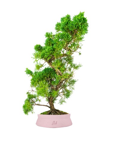 Ginepro chinensis giapponese bonsai