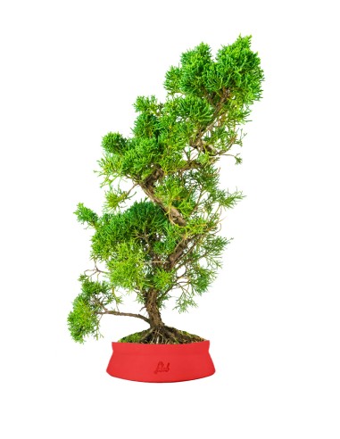 Ginepro chinensis giapponese bonsai