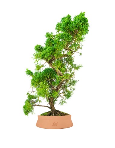 Ginepro chinensis giapponese bonsai