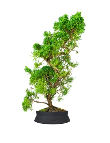 Ginepro chinensis giapponese bonsai