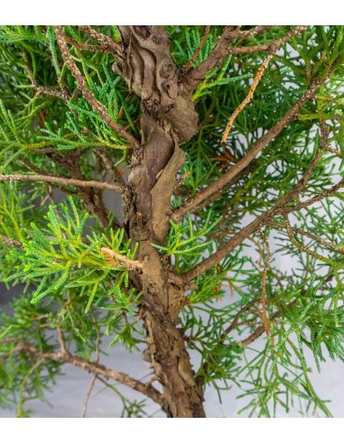 Ginepro chinensis giapponese bonsai