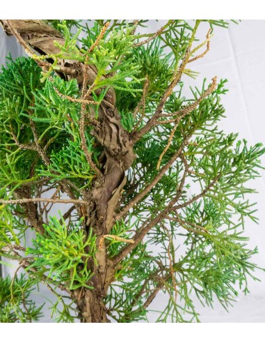 Ginepro chinensis giapponese bonsai