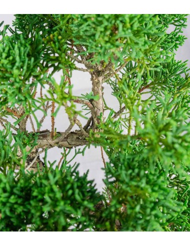 Ginepro chinensis giapponese bonsai