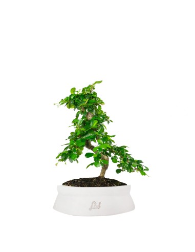 Carmona bonsai impalcata