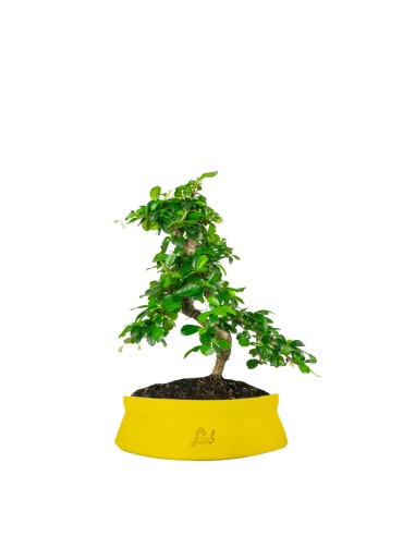 Carmona bonsai impalcata