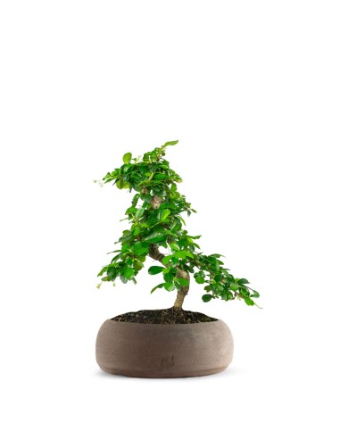 Carmona bonsai impalcata