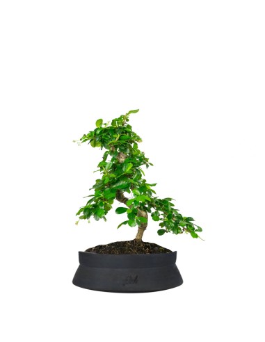 Carmona bonsai impalcata
