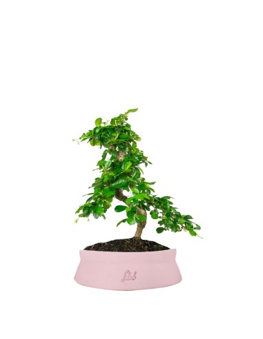 Carmona bonsai impalcata