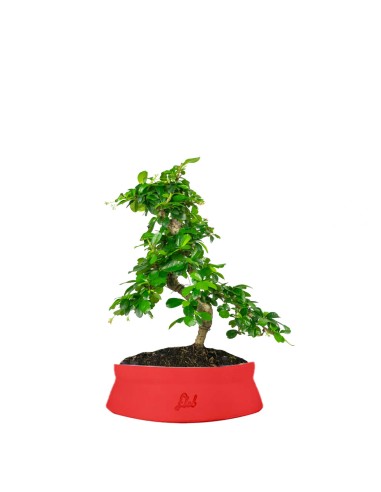 Carmona bonsai impalcata