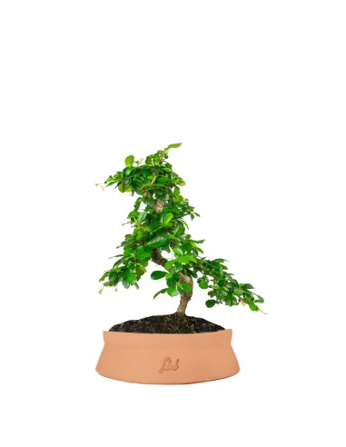 Carmona bonsai impalcata