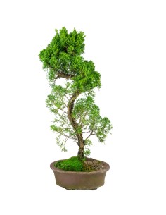 Esemplare Ginepro Chinensis...