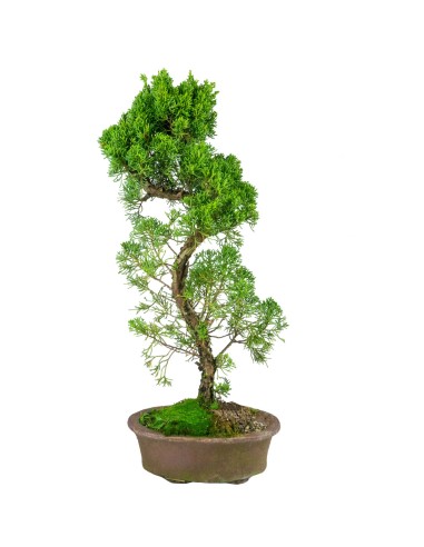 Esemplare Ginepro Chinensis...