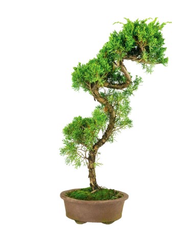 Esemplare 2 Ginepro chinensis giapponese