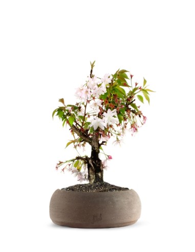 Ciliegio Giapponese Bonsai
