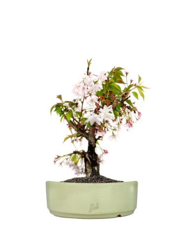 Ciliegio Giapponese Bonsai