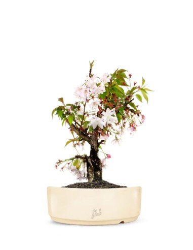 Ciliegio Giapponese Bonsai