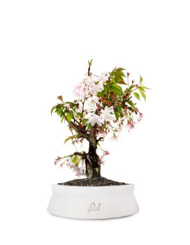 Ciliegio Giapponese Bonsai